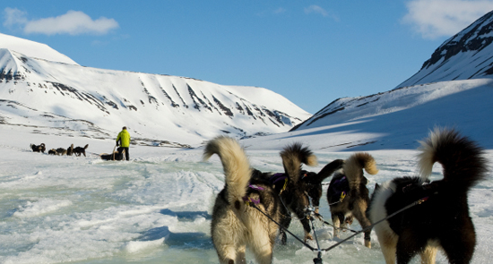 Cani da slitta trainano un uomo lungo una pianura innevata