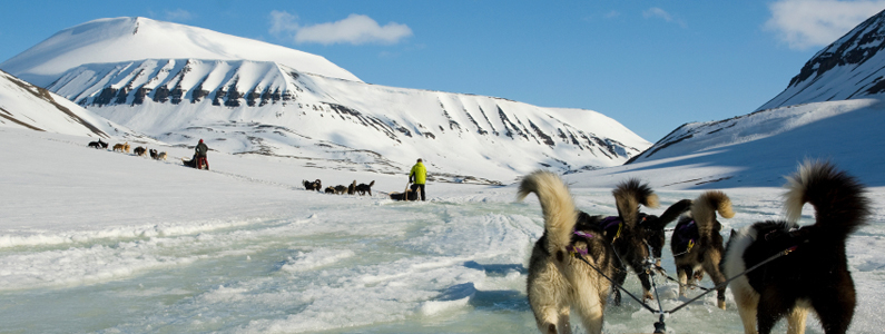 Cani che tirano una slitta in pista tra le montagne innevate