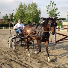 Giulio Tronca conduce cavallo e calesse durante una gara