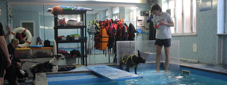 Istruttore con cane a bordo piscina