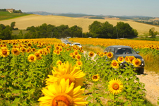 Un gruppo di fuoristrada uno in fila all'altro viaggiano su una strada sterrata tra campi di girasoli