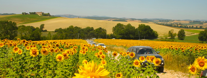 Un gruppo di fuoristrada uno in fila all'altro viaggiano su una strada sterrata tra campi di girasoli