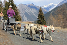 Muta di cani husky traina un kart a ruote lungo un sentiero di montagna