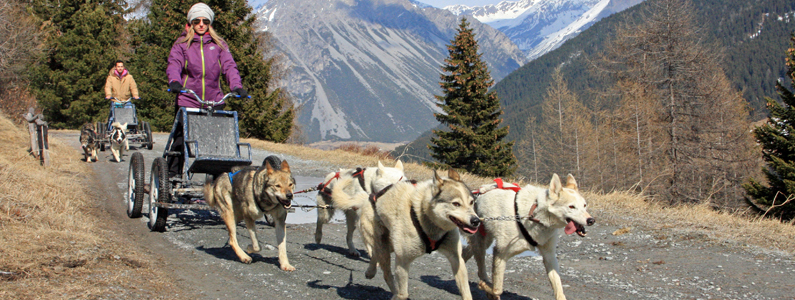 Muta di cani husky traina un kart a ruote lungo un sentiero di montagna