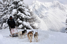 Muta di cani husky traina una slitta in un innevato sentiero di montagna