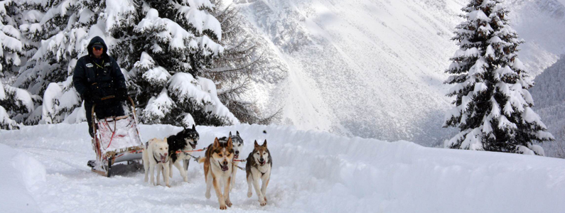 Muta di cani husky traina una slitta in un innevato sentiero di montagna