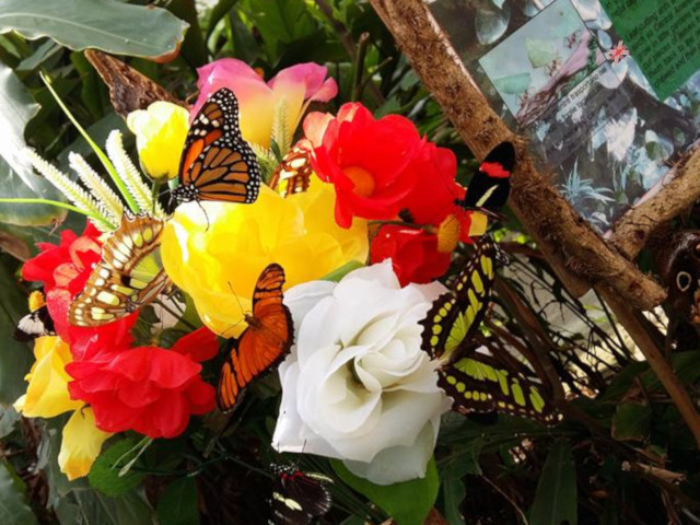 Un tripudio di colori: farfalle e uno “spuntino floreale”