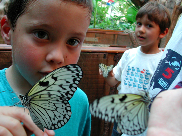 Le farfalle della Casa delle Farfalle