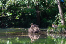 Un’anatra che riposa su un gruppo di rami dentro il laghetto