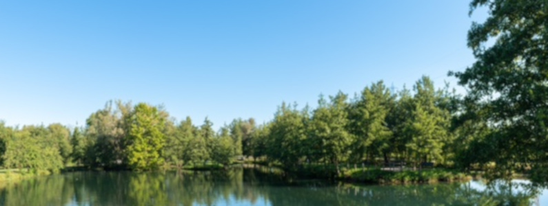 Laghetto con intorno alti alberi