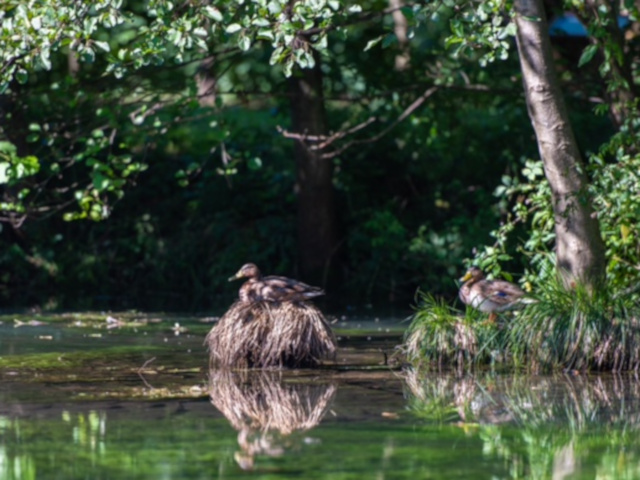 Un’anatra che riposa su un gruppo di rami dentro il laghetto